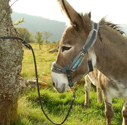 Là Haut&spa 3* Ventron